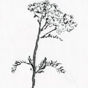 ACHILLÉE MILLEFEUILLE