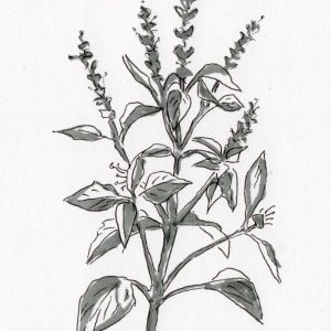 BASILIC SACRÉ – TULSI