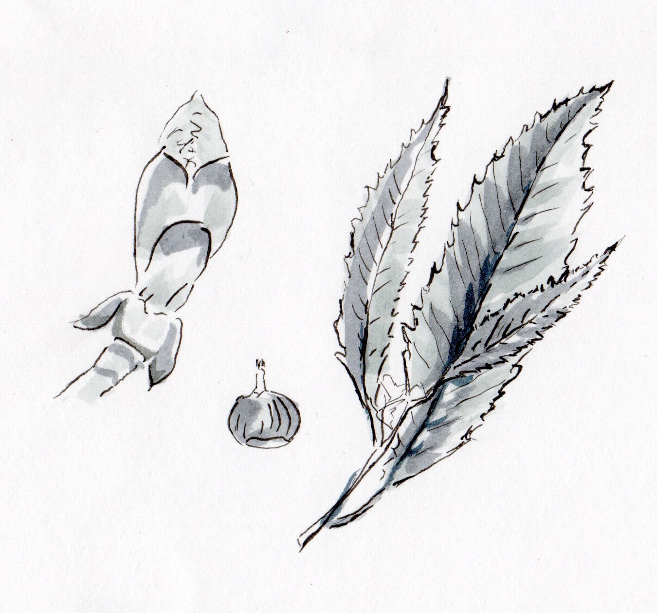 bourgeon de chataignier dessin