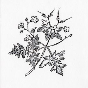 GÉRANIUM HERBE À ROBERT