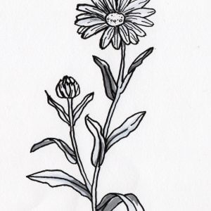 CALENDULA / SOUCIS
