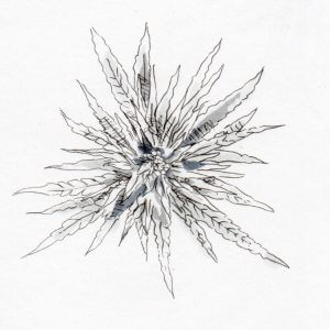 Macérat personnalisé