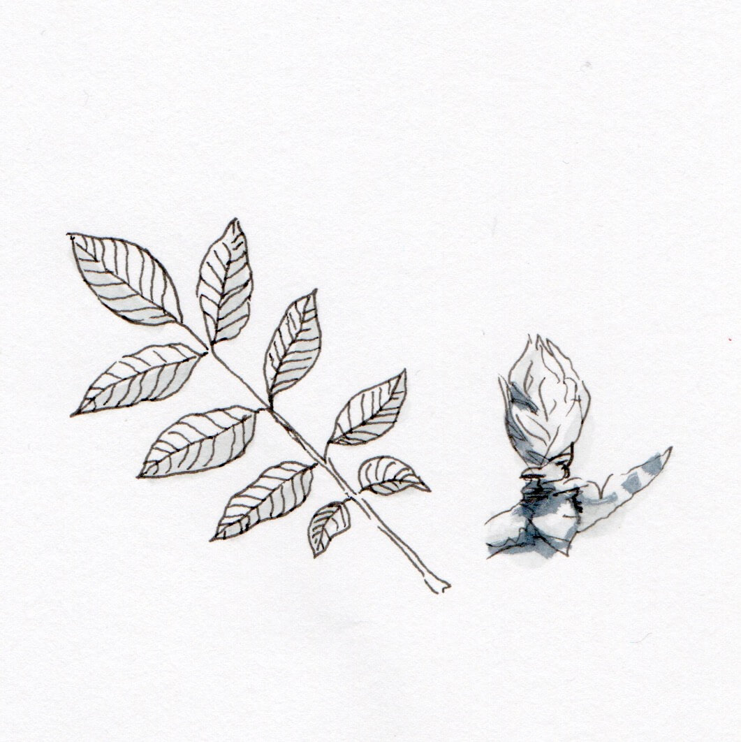 macérat de bourgeon de noyer