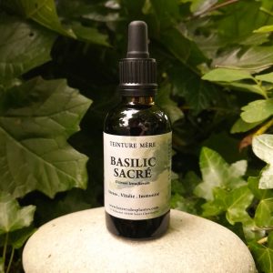 BASILIC SACRÉ – TULSI